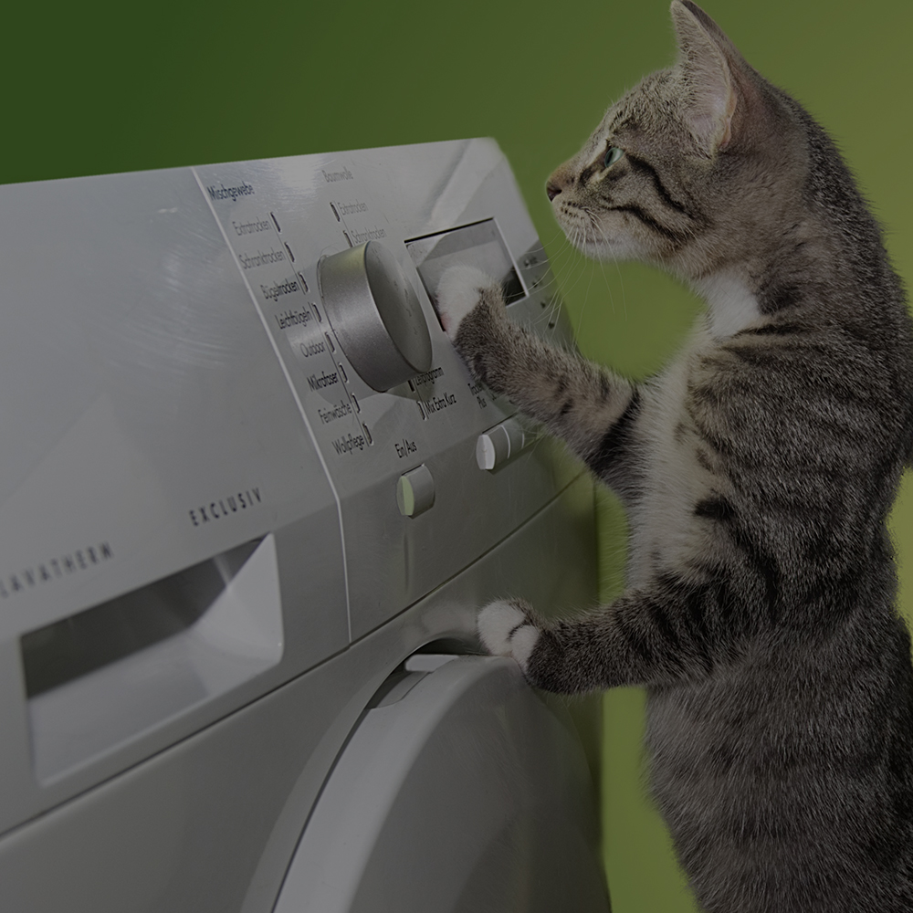 Katze vor einer Waschmaschine